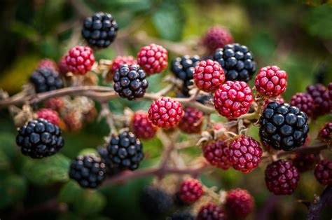 Harnessing the healing powers of blackberries in occult rituals